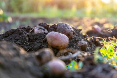Patates gün batımında kapanıyor. Toprakta gün batımında kökleri olan taze biçilmiş patates. Organik patates, bahçıvanlık. Küçük çiftlik patatesi hasadı, gün batımında topraktan taze..