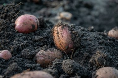 Patates yakın çekim. Toprakta kökleri olan taze biçilmiş patates. Organik patates, bahçıvanlık. Küçük çiftlik patatesi hasadı, topraktan yeni çıktı..