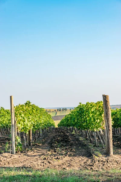 Viñedo Día Soleado Verano Con Cielo Azul Moldavia Copiar Espacio — Foto de Stock