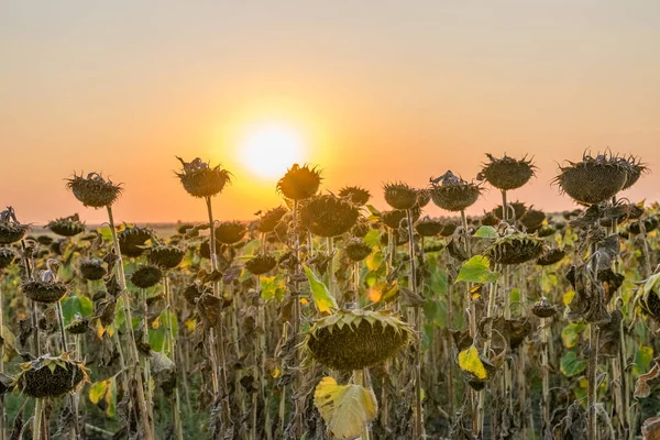 Beautiful sunflower field at sunset. Ripe sunflower field at sunset with a beautiful sky. Organic ripe sunflower field at sunset in autumn.