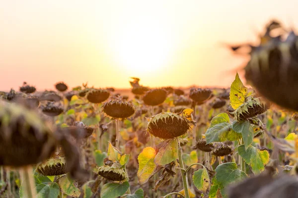Beautiful sunflower field at sunset. Ripe sunflower field at sunset with a beautiful sky. Organic ripe sunflower field at sunset in autumn.