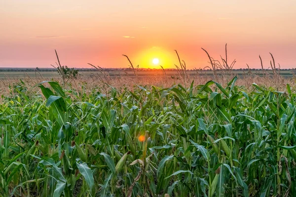 Beautiful green corn field at sunset. Corn field at sunset with beautiful sky. Organic Corn field at sunset.