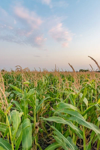 Beautiful green corn field at sunset. Corn field at sunset with beautiful sky. Organic Corn field at sunset.