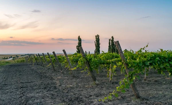 Hermosas Filas Viñedos Atardecer Con Árboles Fondo Europa Viñedos Atardecer — Foto de Stock