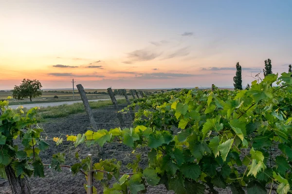 Hermosas Filas Viñedos Atardecer Con Árboles Fondo Europa Viñedos Atardecer — Foto de Stock