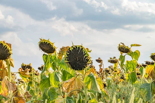 Beautiful sunflower field on a sunny summer day. Sunflower field with a beautiful sky. Organic sunflower field.