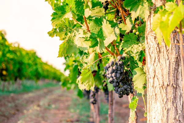 Sonbahar hasadında gün batımında mavi üzümlü üzüm bağları. Gün batımında olgun üzümler.