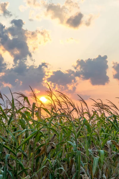 Beautiful green corn field at sunset. Corn field at sunset with beautiful sky. Organic Corn field at sunset.