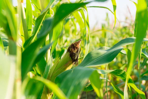 Gyönyörű Közeli Zöld Kukorica Egy Napsütéses Nyári Napon Kukoricát Egy Stock Kép