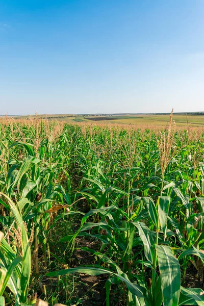 Gyönyörű Zöld Kukoricamező Egy Napos Nyári Napon Kék Égbolttal Kukoricaföld Stock Fotó