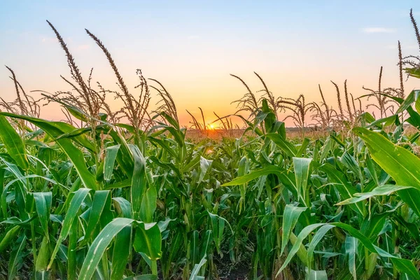 Belo Campo Milho Verde Pôr Sol Campo Milho Pôr Sol Imagens De Bancos De Imagens Sem Royalties