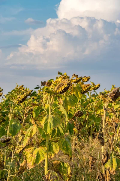 Belo Campo Girassol Dia Ensolarado Verão Campo Girassol Com Céu Imagens De Bancos De Imagens Sem Royalties