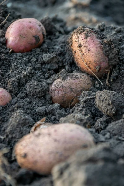 Krumpli Közelről Frissen Betakarított Burgonya Gyökérrel Organikus Burgonya Házi Kertészkedés Stock Kép