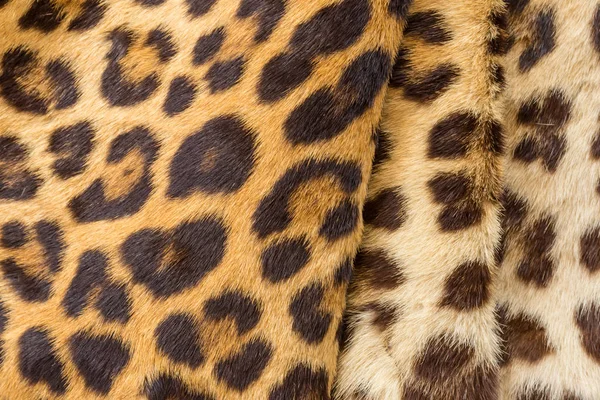 Piegare i capelli di tigre primo piano per l'utente di sfondo — Foto Stock