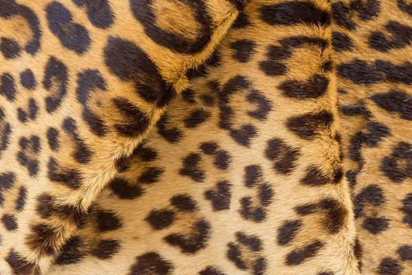 Crease tiger hair closeup for background — Stock Photo, Image