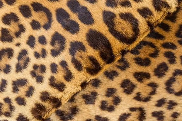 Vinco Tigre Pele Closeup Imagens Royalty-Free