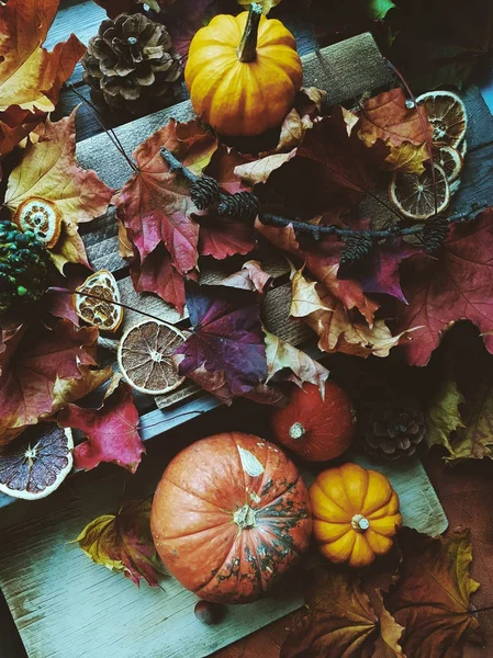 Thanksgiving background : pumpkins, autumn leaves, oranges and cones on wooden background