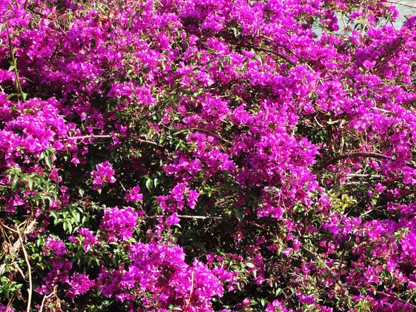 Bouganvillaea rosso mediterraneo cespuglio di fiori rossi — Foto Stock