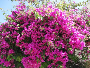 bougainvillaea kırmızı Akdeniz kırmızı çiçekler bush