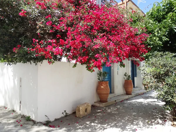 Bougainvillaea rethymno City Yunanistan arasında geleneksel sokak — Stok fotoğraf