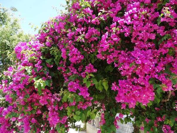 Bougainvillaea vermelho mediterrâneo flores vermelhas arbusto — Fotografia de Stock