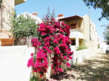 bougainvillaea rethymno City Yunanistan arasında geleneksel sokak 