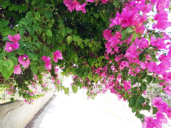 Bougainvillaea vermelho mediterrâneo flores vermelhas arbusto — Fotografia de Stock