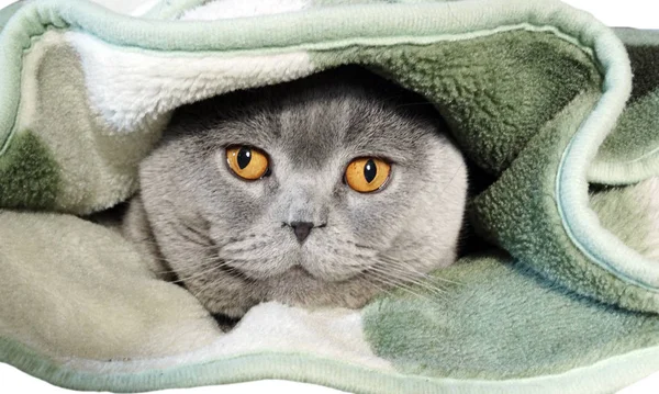 Retrato de gato mirando hacia fuera si ropa de invierno caliente — Foto de Stock