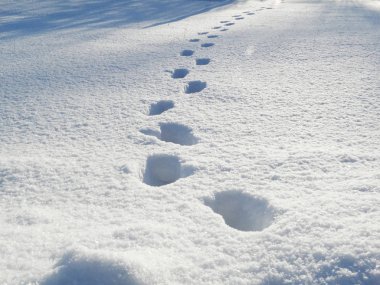 ayak izleri kış manzara orman kar Frost