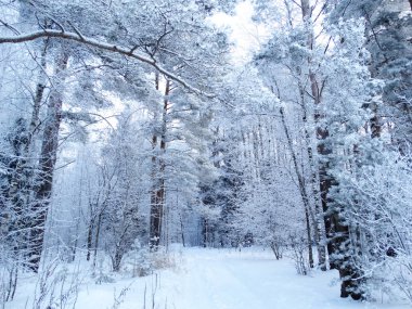 kış manzara orman kar Frost