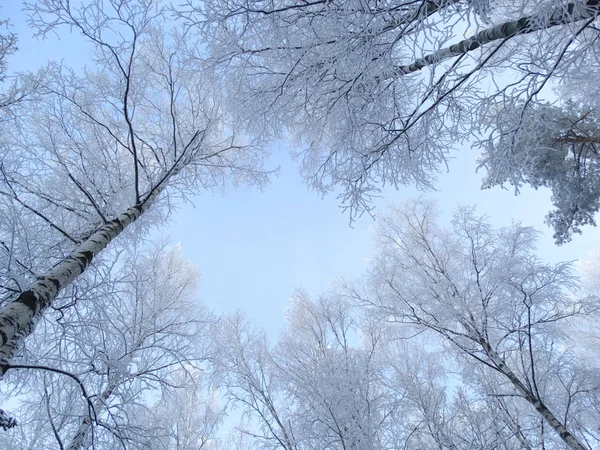 Invierno paisaje bosque en las heladas de nieve — Foto de Stock