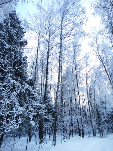 雪霜の冬風景林 — ストック写真