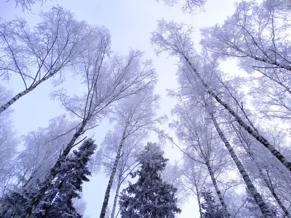 Invierno paisaje bosque en las heladas de nieve — Foto de Stock