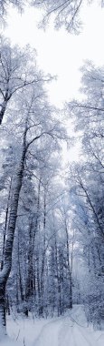 kış manzara orman kar Frost