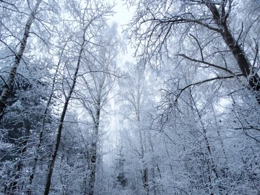 kış manzara orman kar Frost