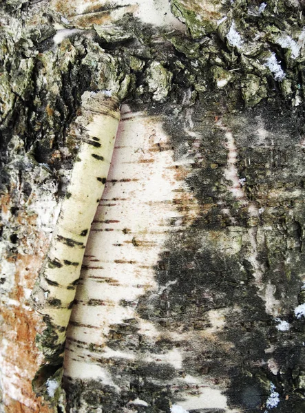 Albero corteccia legno modello texture sfondo — Foto Stock