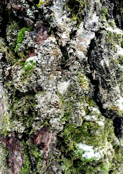 나무 껍질 나무 패턴 질감 배경 — 스톡 사진