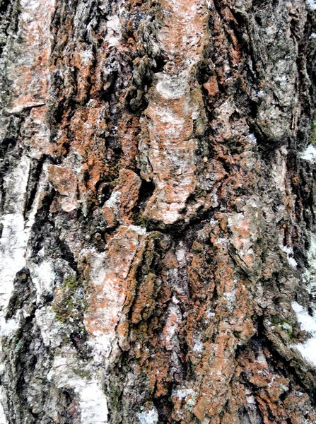 Tree bark wood pattern texture background — Stock Photo, Image