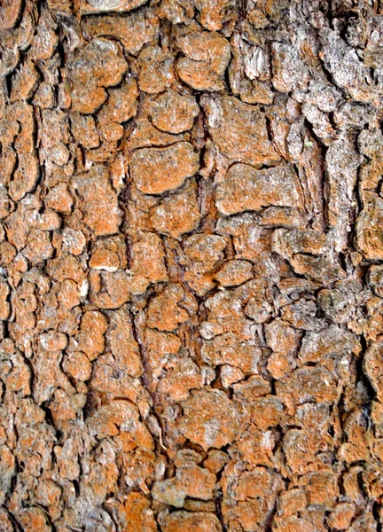 木の樹皮木目テクスチャ背景 — ストック写真