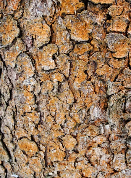 Albero corteccia legno modello texture sfondo — Foto Stock