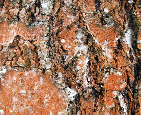 Albero corteccia legno modello texture sfondo — Foto Stock