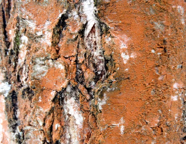 Tree bark wood pattern texture background — Stock Photo, Image