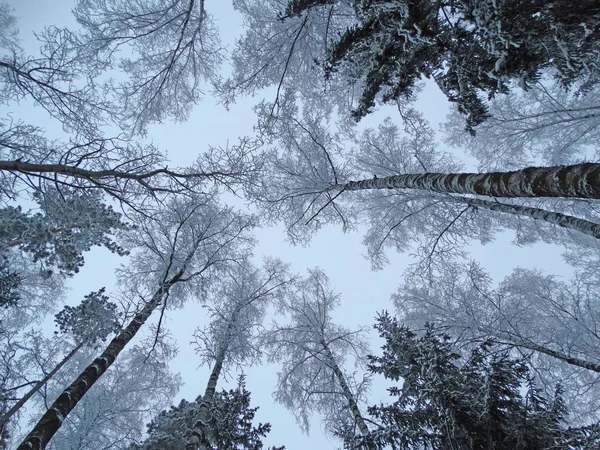 Invierno paisaje bosque en las heladas de nieve — Foto de Stock