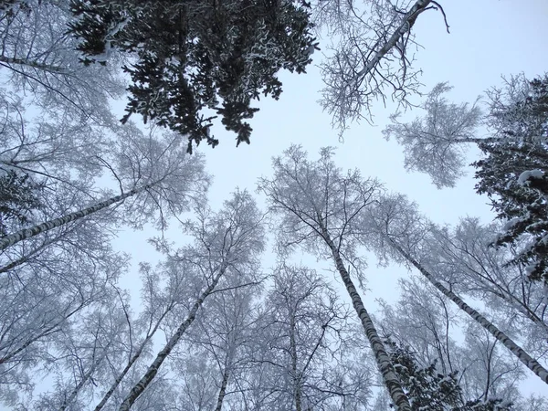 Invierno paisaje bosque en las heladas de nieve — Foto de Stock