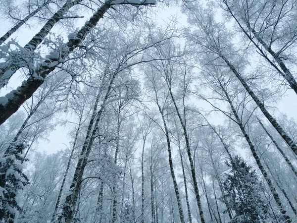 눈 서 리에 겨울 풍경 숲 — 스톡 사진