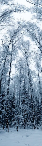 Hiver paysage forêt dans neige gel — Photo