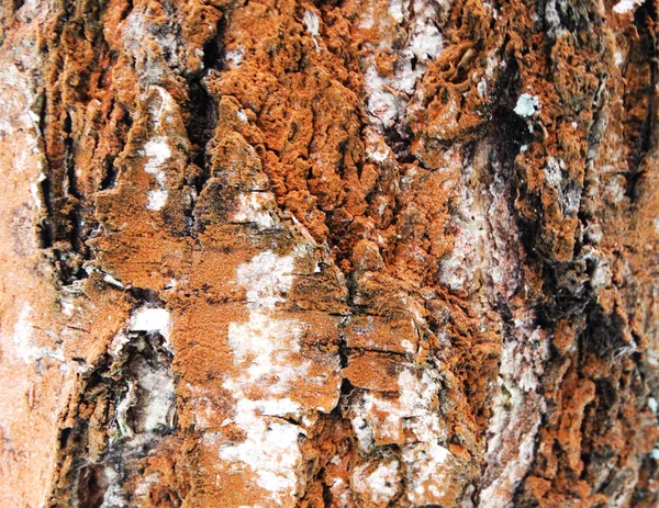 Albero corteccia legno modello texture sfondo — Foto Stock