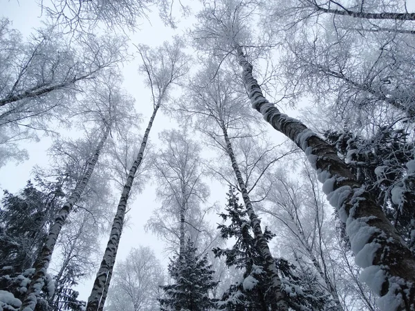 Invierno paisaje bosque en las heladas de nieve — Foto de Stock