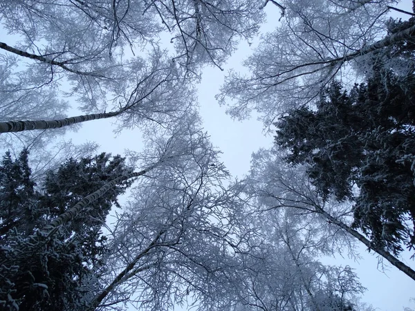 Зимний ландшафтный лес в снежные морозы — стоковое фото