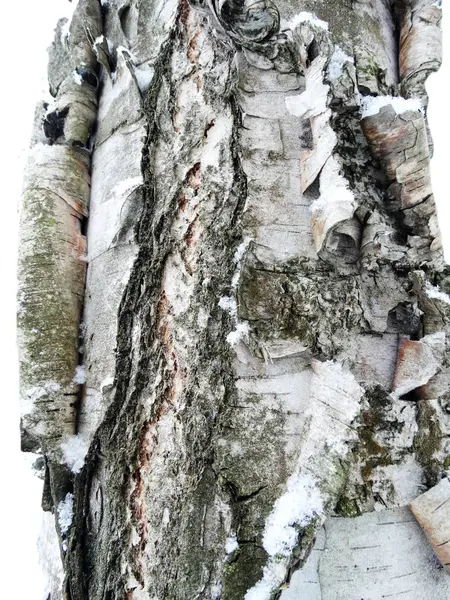 Albero corteccia legno modello texture sfondo — Foto Stock